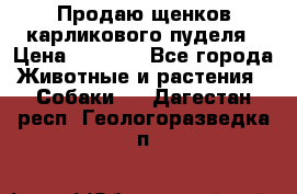 Продаю щенков карликового пуделя › Цена ­ 2 000 - Все города Животные и растения » Собаки   . Дагестан респ.,Геологоразведка п.